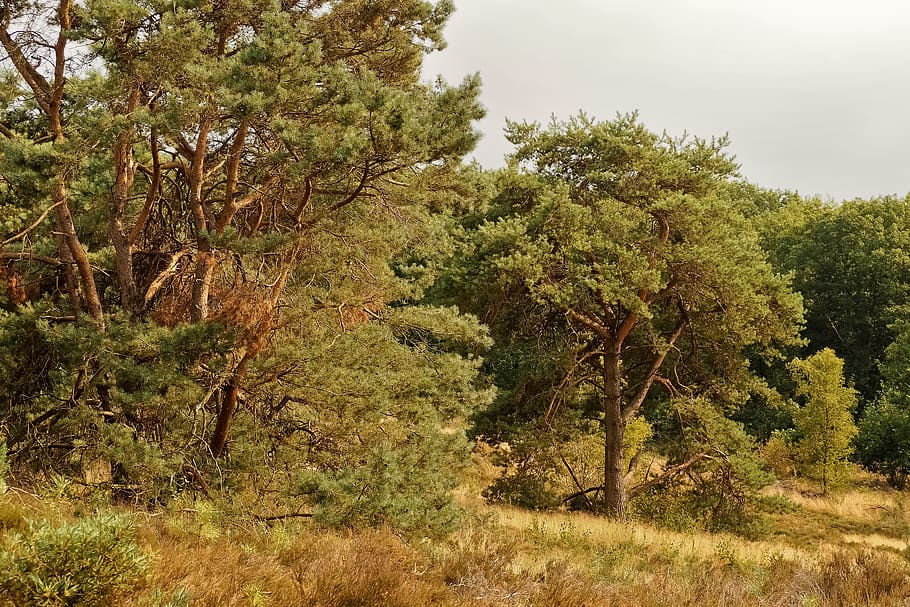forest, trees, nature, landscape, path, away, scenic, idyllic HD wallpaper