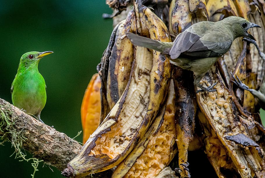 costa rica, animal, animal themes, animal wildlife, vertebrate HD wallpaper