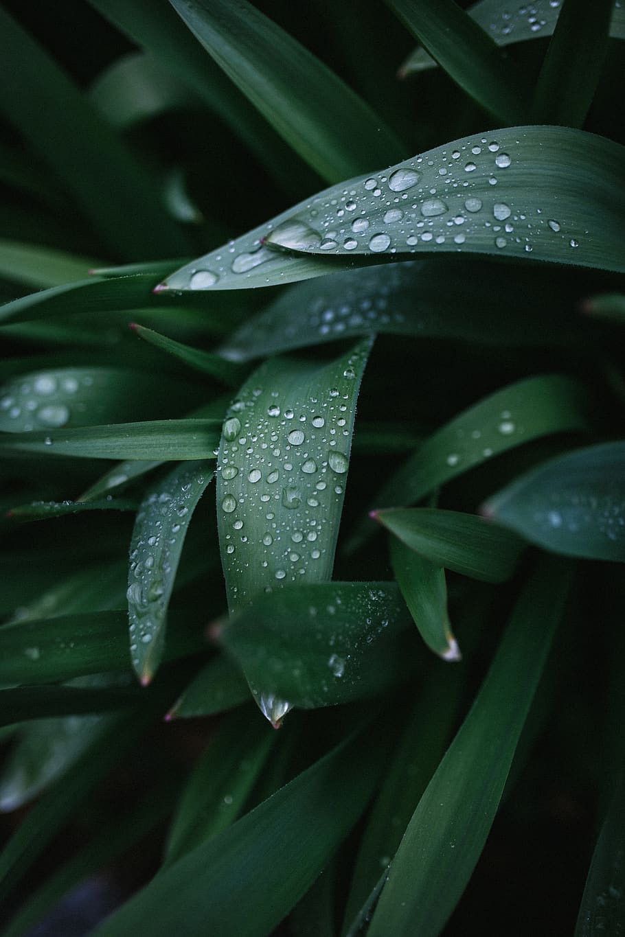 water dew on grass, plant, aloe, flora, rain, wet, drop, leaf HD wallpaper
