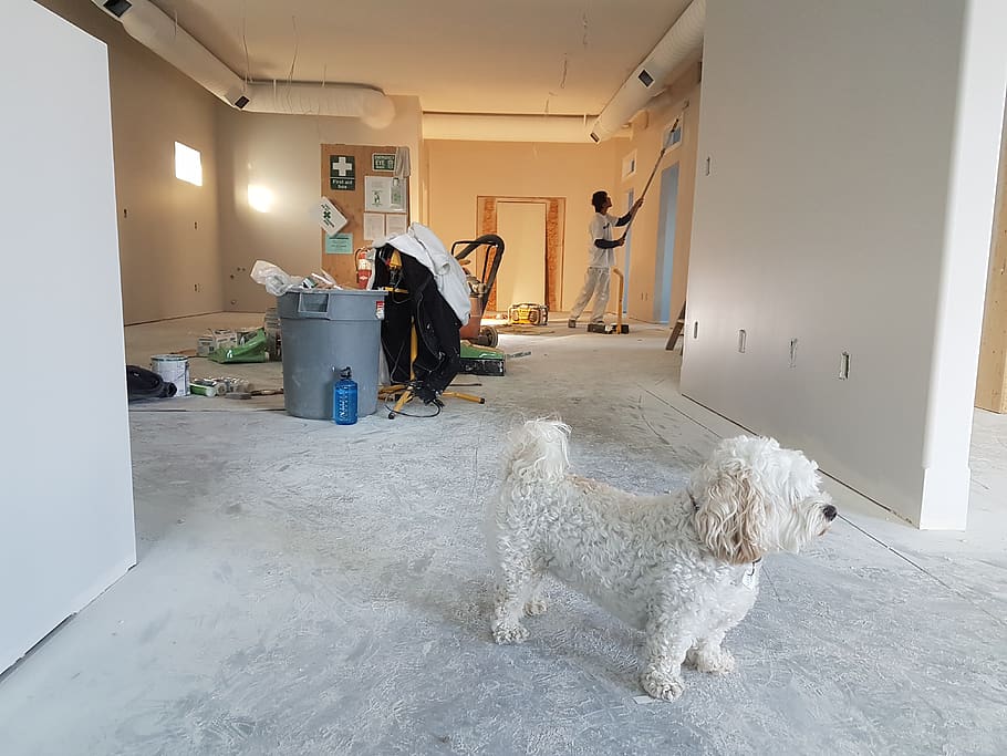 Close-up Photography of White Poodle, apartment, architecture