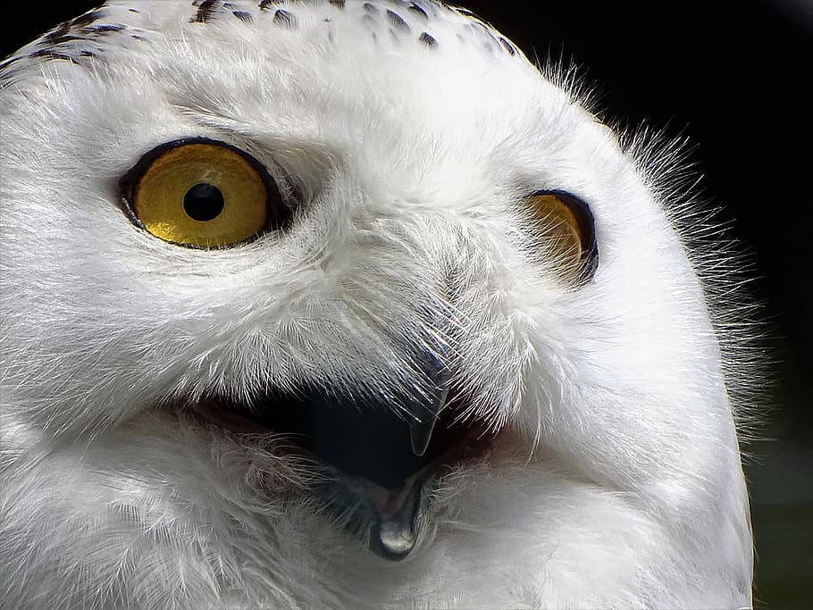 snowy owl, expression, eyes, portrait, animal, view, one animal HD wallpaper