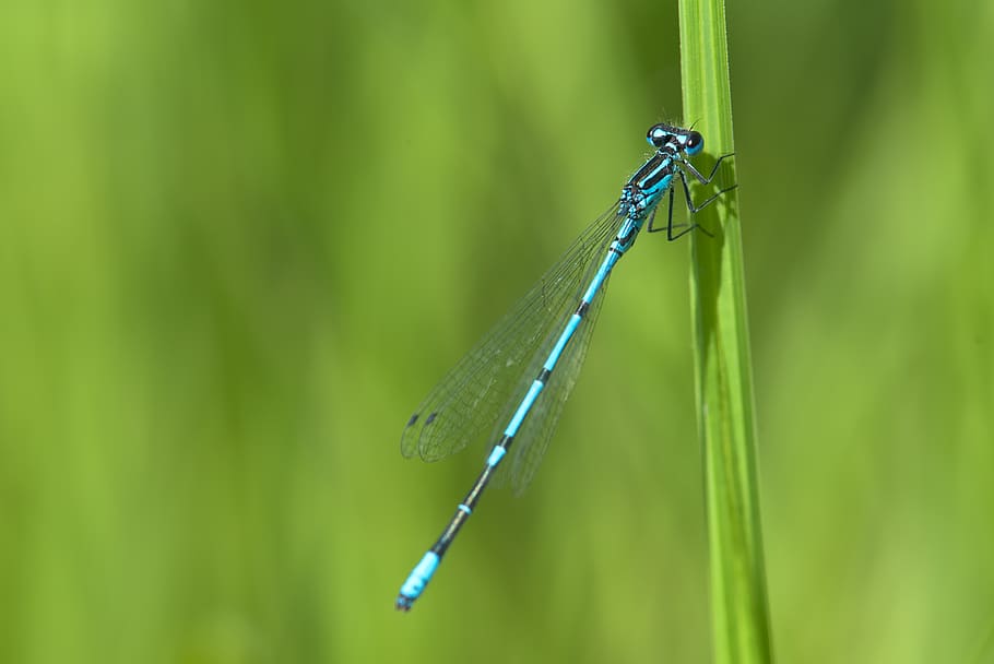 insect, green, macro, damselfly, invertebrate, animal wildlife HD wallpaper