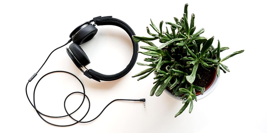finland, music, creative, table, growth, headphones, plant HD wallpaper