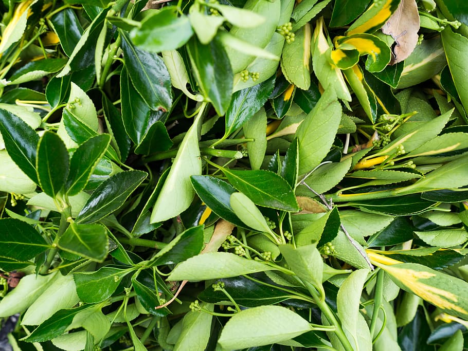 Leaves in a Pile, Macro, Nature, Textures, garden, green, repetition HD wallpaper