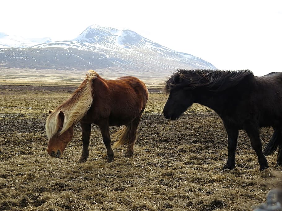 black, brown, grass, gray, horses, mountains, white, animal HD wallpaper