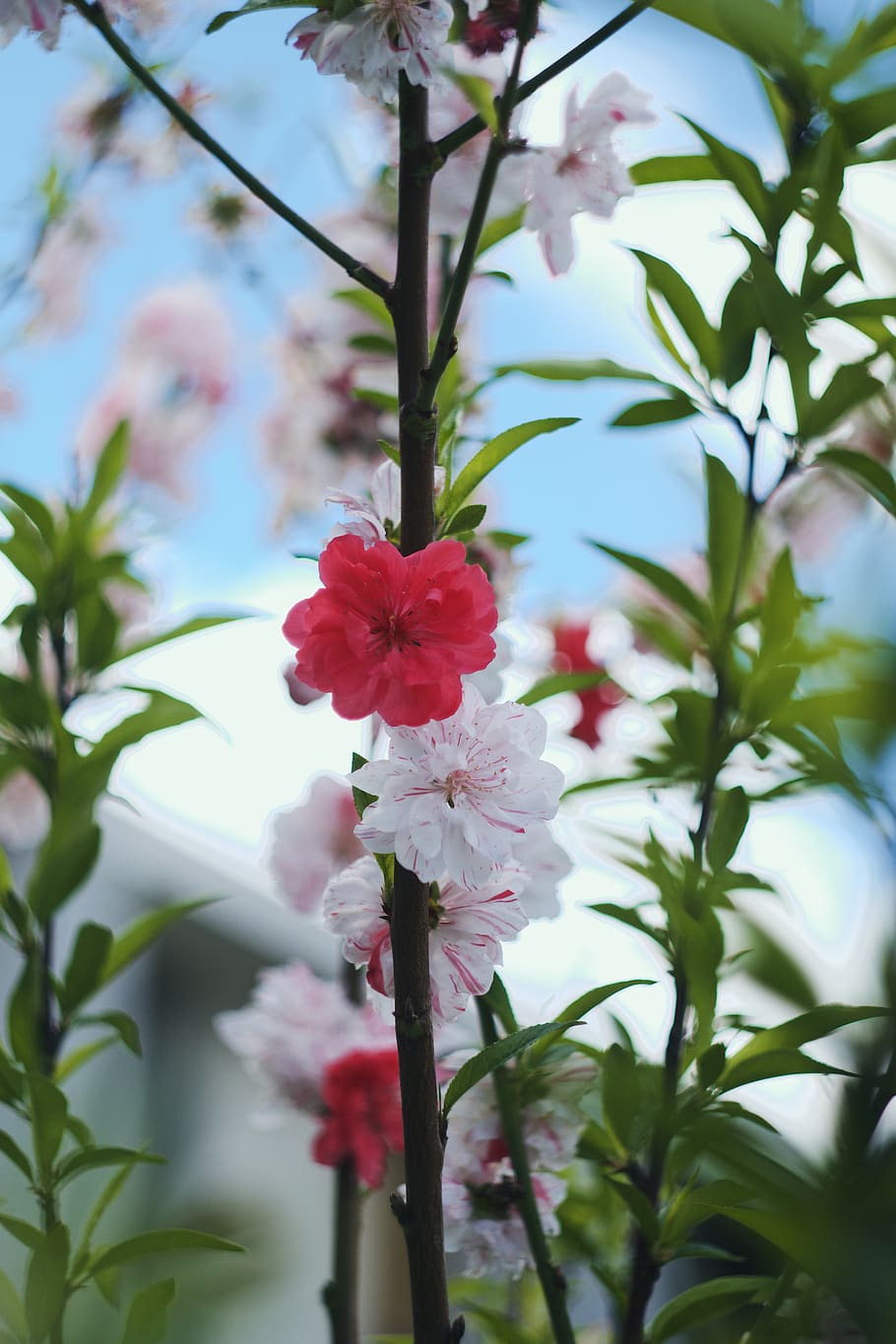 plant, flowering plant, freshness, growth, beauty in nature HD wallpaper