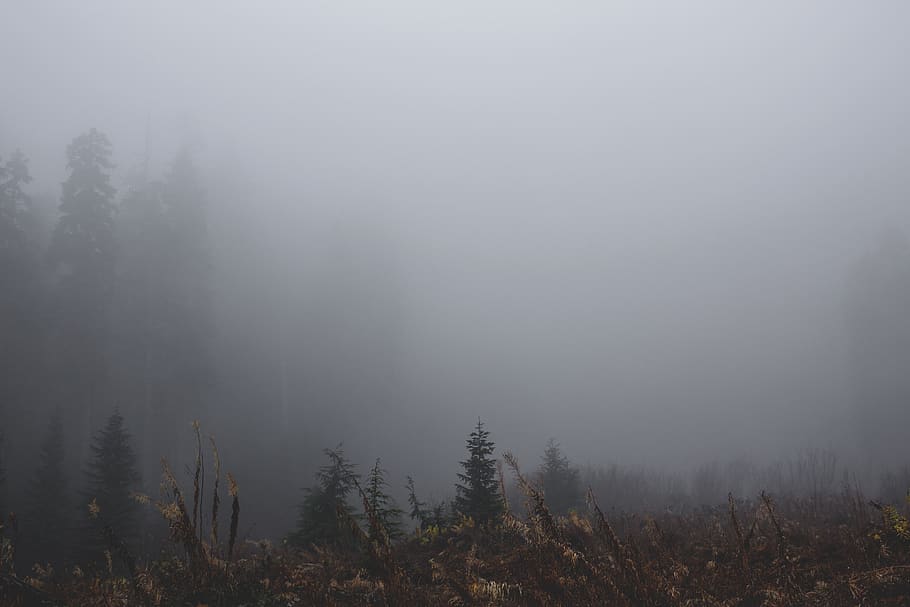 forest covered in fog, tree, plant, tranquility, beauty in nature HD wallpaper