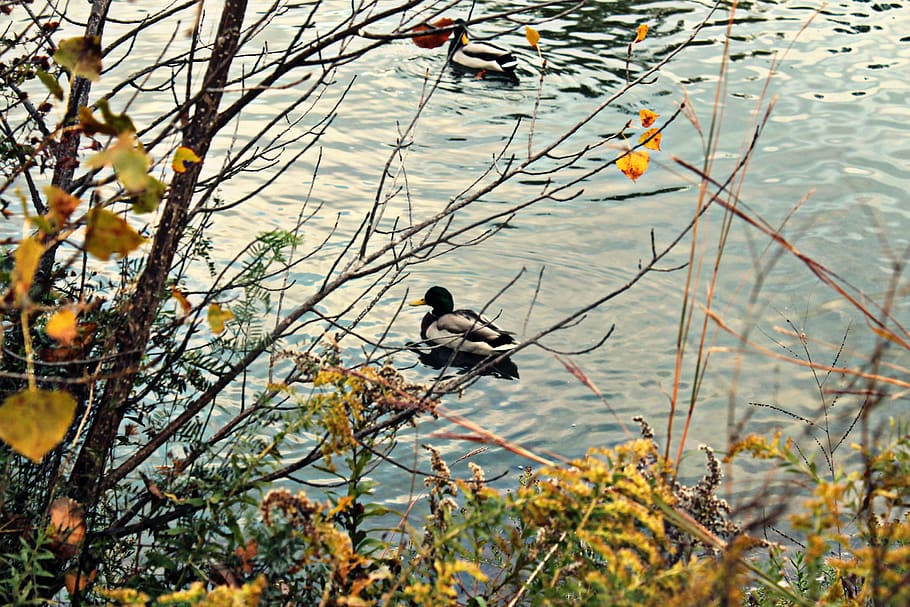 pond, branches, trees, quack, swim, nature, duck, animal wildlife HD wallpaper