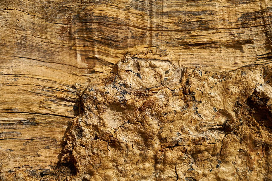 wood, tree, texture, abstract, textured, full frame, no people HD wallpaper