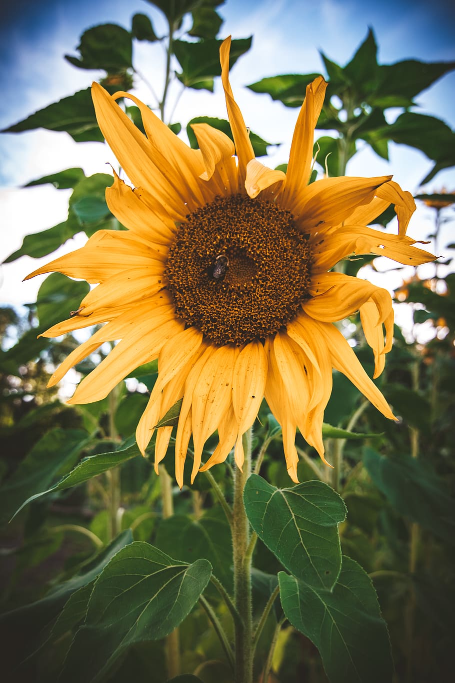Yellow Sunflower Close-up Photography, bloom, blossom, botanical HD wallpaper