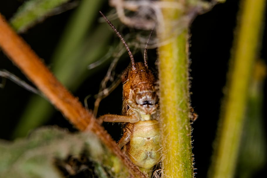 grasshopper, flower, hiding, animal wildlife, animal themes HD wallpaper