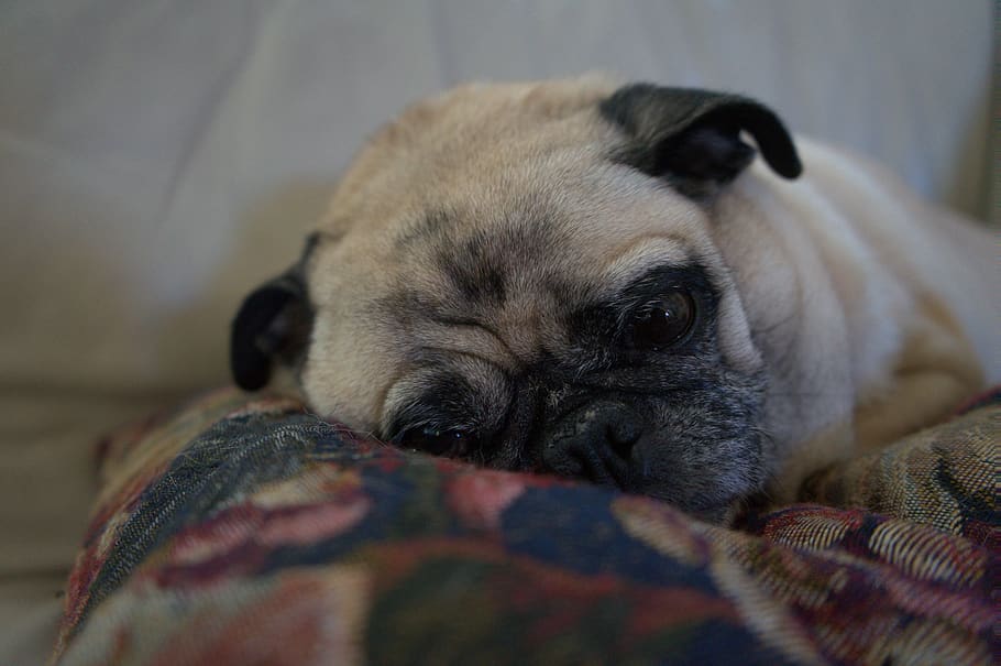 pug, dog, pet, resting, puppy, animal, tired, comfortable, one animal HD wallpaper