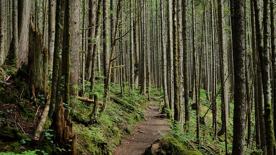 road on forest, tree, flora, plant, redwood, outdoors, land, vegetation HD wallpaper