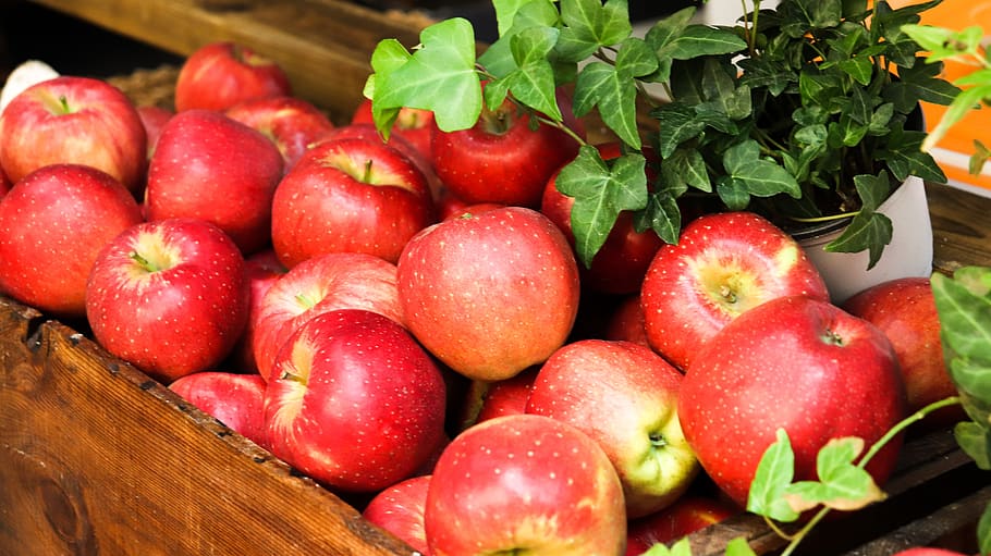 apple, asia fruits, asia apple, korea apple, apple farm, korea farm, HD wallpaper