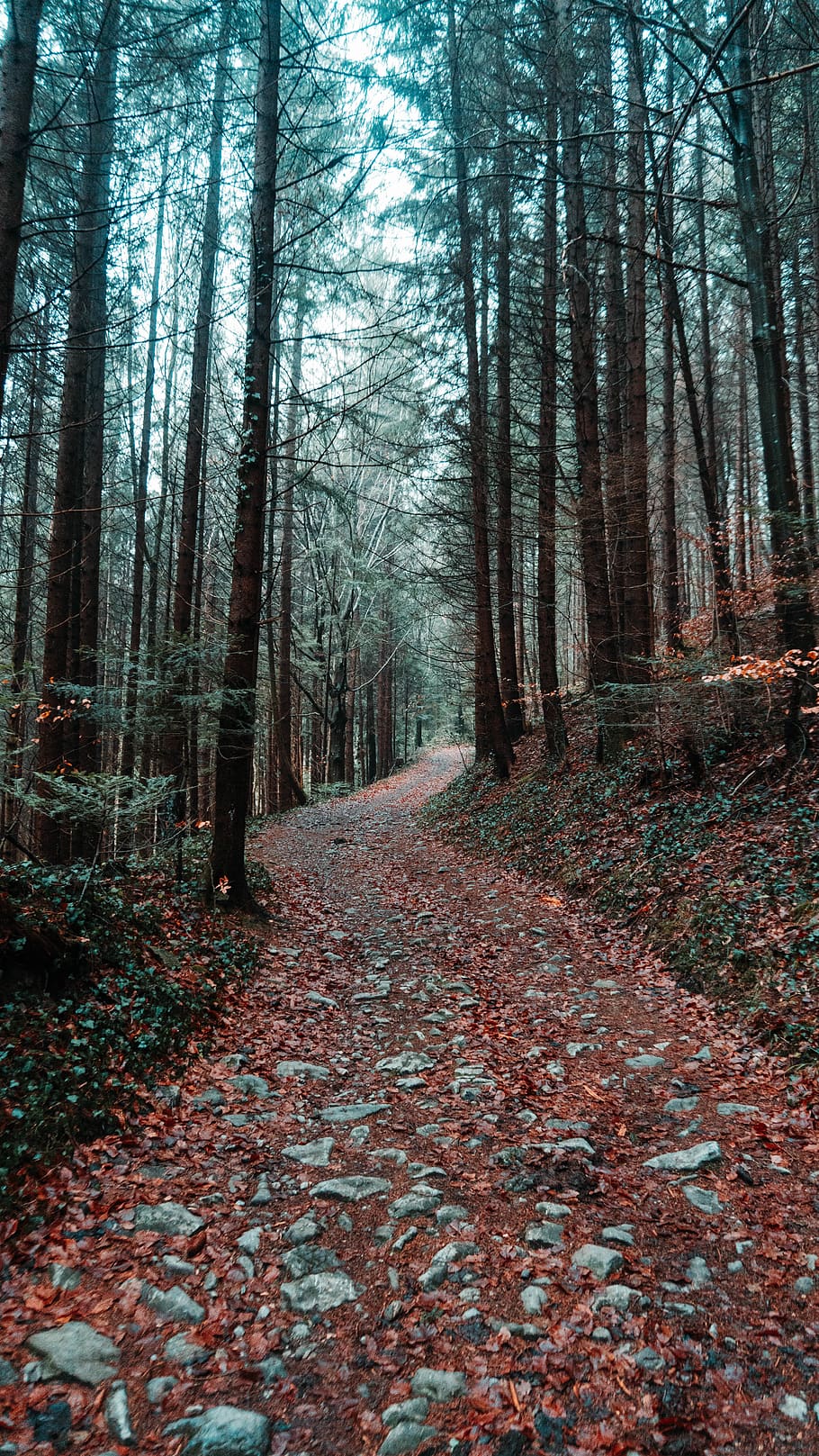 road covered with fall leaves surrounded by trees, ground, plant HD wallpaper