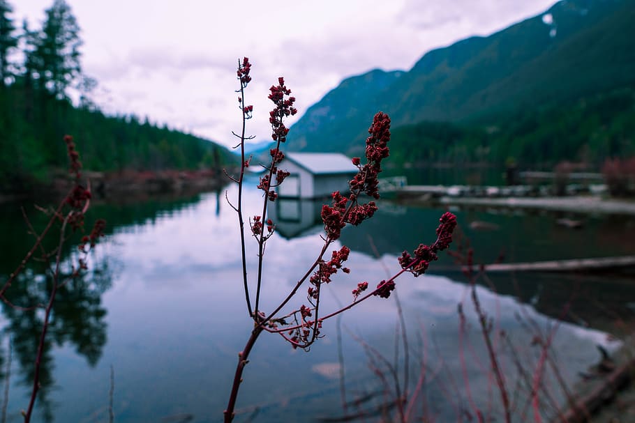 lakes, mountains, moody, beauty in nature, plant, tranquility HD wallpaper