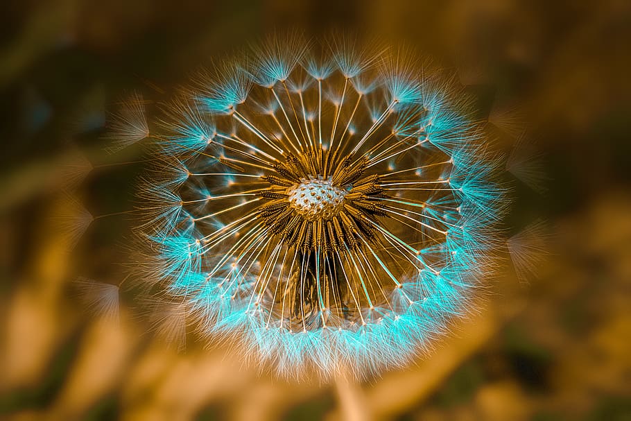 dandelion, flower, spring, nature, beauty, summer, romantic HD wallpaper