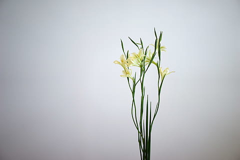 minimum, white, flower, plant, studio shot, nature, close-up HD wallpaper