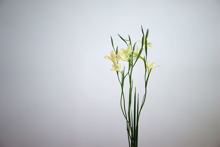 minimum, white, flower, plant, studio shot, nature, close-up HD wallpaper