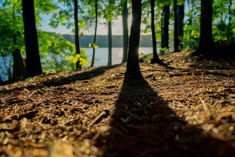 trees, plant, nature, forest, sunny, day, shadow, highland HD wallpaper
