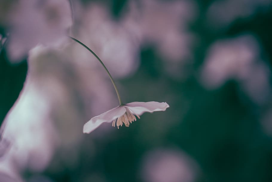 pink flower in bloom, beauty in nature, flowering plant, fragility HD wallpaper