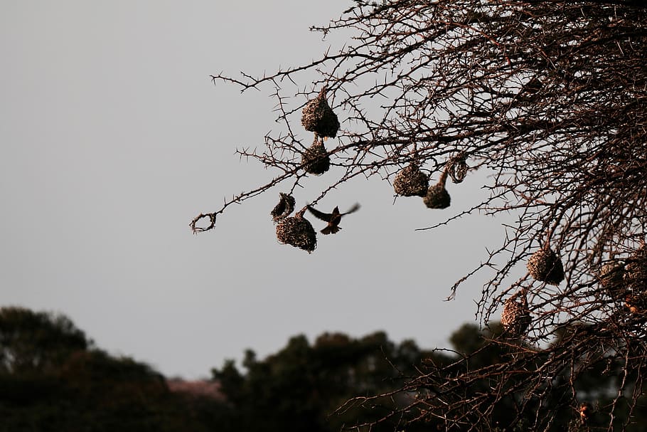 bird, tree, plant, branch, sky, nature, animal wildlife, low angle view HD wallpaper