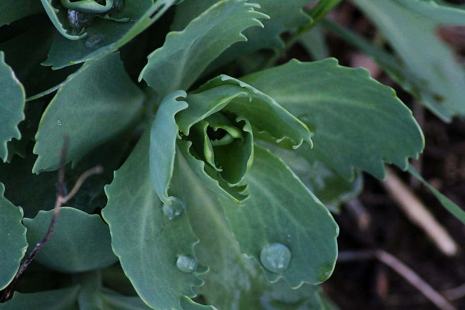 stonecrop, drip, dew, macro, drop of water, nature, rain, wet HD wallpaper