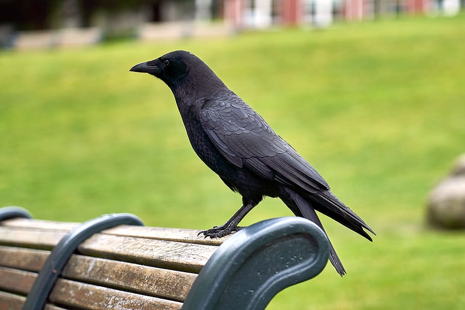 crow, bird, bench, park, animal themes, one animal, vertebrate HD wallpaper