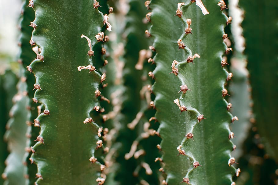 bucharest, romania, botanical, cacti, green, outdoors, nature HD wallpaper