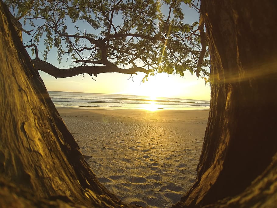 beach, sea, coast, tree, water, nature, light, sun, sunrise HD wallpaper