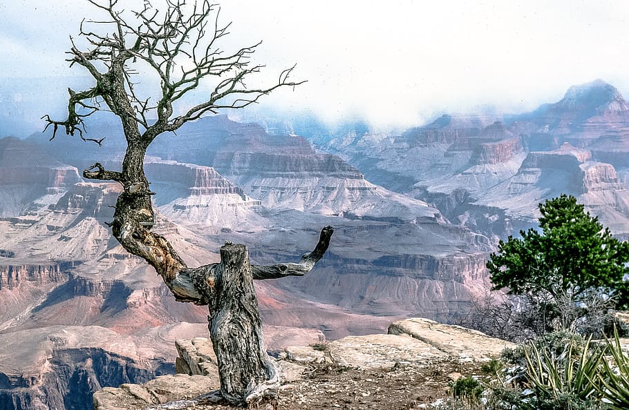 View of Grand Canyon and Gnarled Dead Tree in Arizona, america