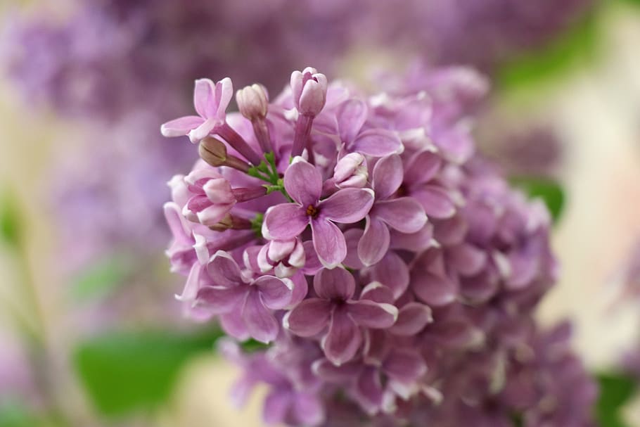 lilac, pink, branch, spring, flowers, garden, leaves, still life HD wallpaper
