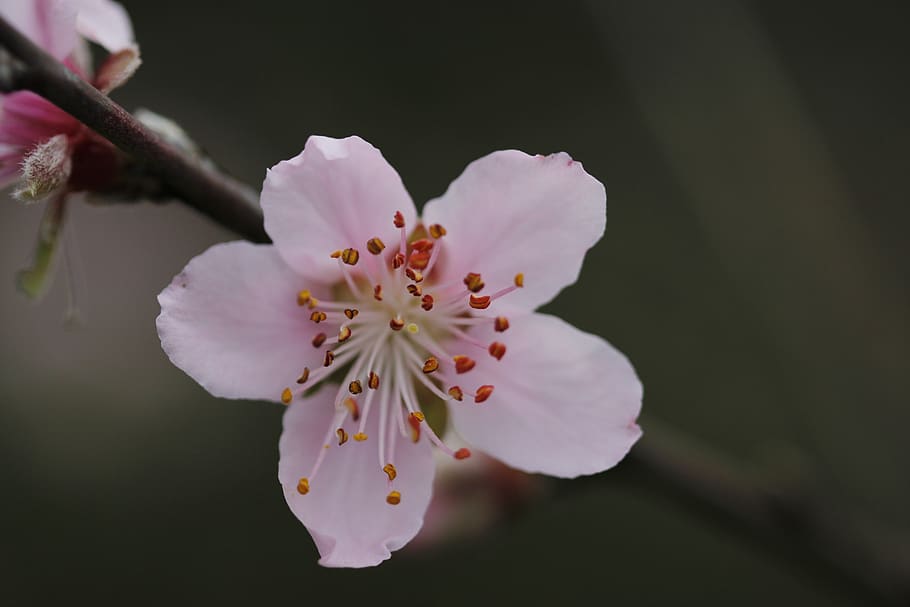 flower, peach tree, spring, flora, botanist, flowering plant HD wallpaper