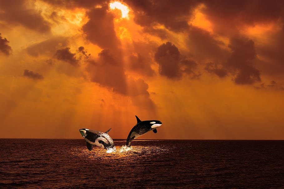 orc, sea, cloud, sun, jump, big blue, ocean, water, landscape HD wallpaper