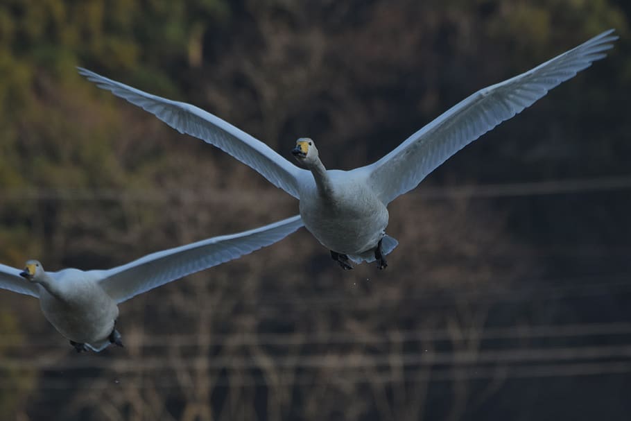 animal, bird, waterfowl, fields, wild birds, swan, video high chou HD wallpaper