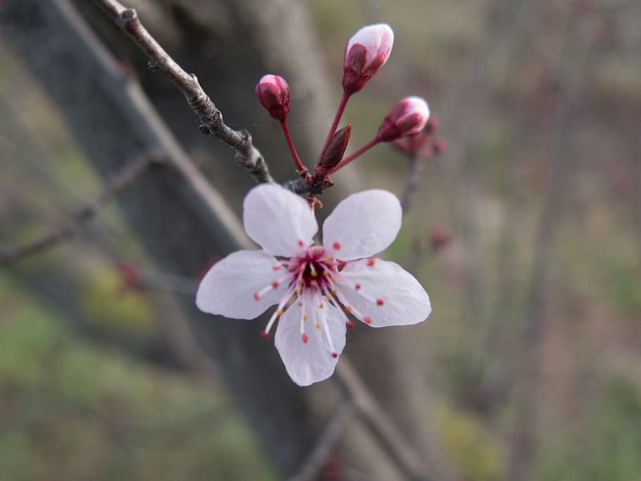 spain, salou, flowers, plant, flowering plant, freshness, fragility HD wallpaper