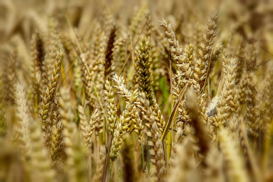 grain, halm, cereals, summer, agriculture, nature, plant, cornfield HD wallpaper