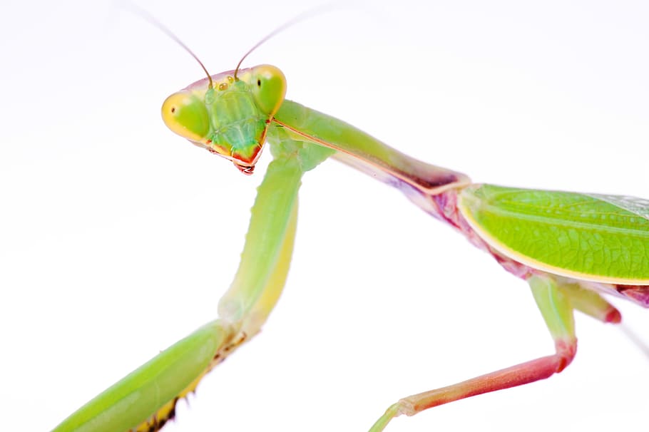 praying, mantis, insect, animal, antenna, arthropod, background HD wallpaper