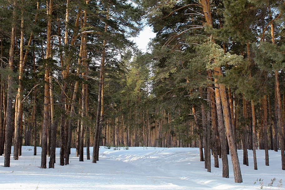 pine, forest, nature, forests, trees, fog, evergreen, winter HD wallpaper