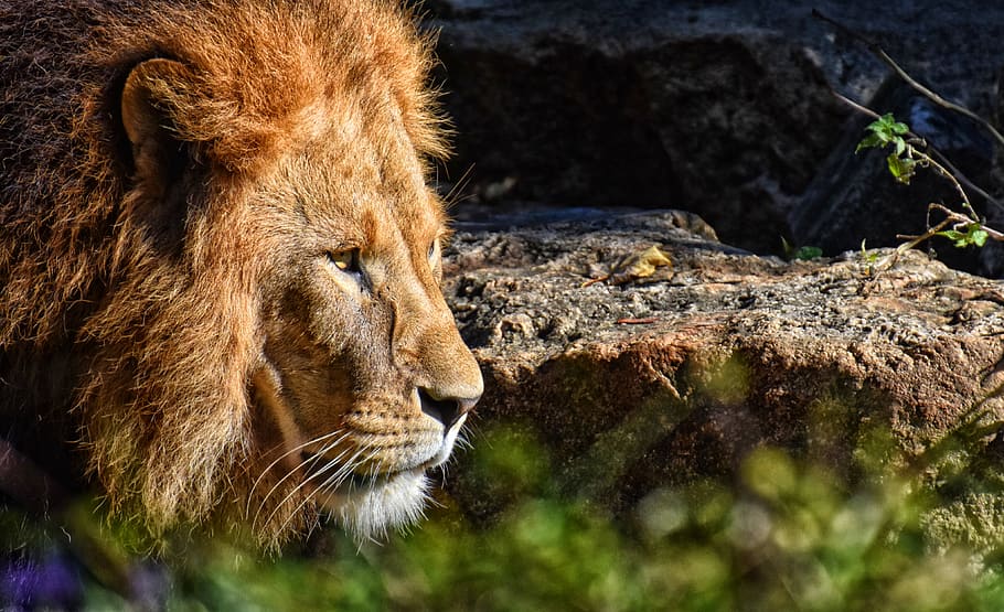 lion, predator, dangerous, mane, big cat, male, zoo, wild animal HD wallpaper