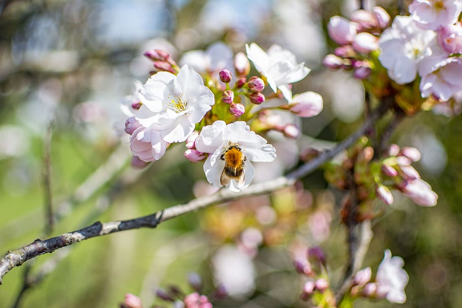 spring, sunny, flowers, nature, bright, plant, flowering plant HD wallpaper