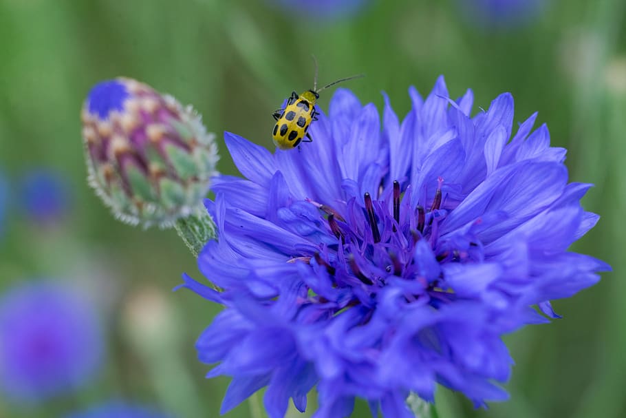 Blue bud blue. Лес с голубыми цветами и насекомыми.