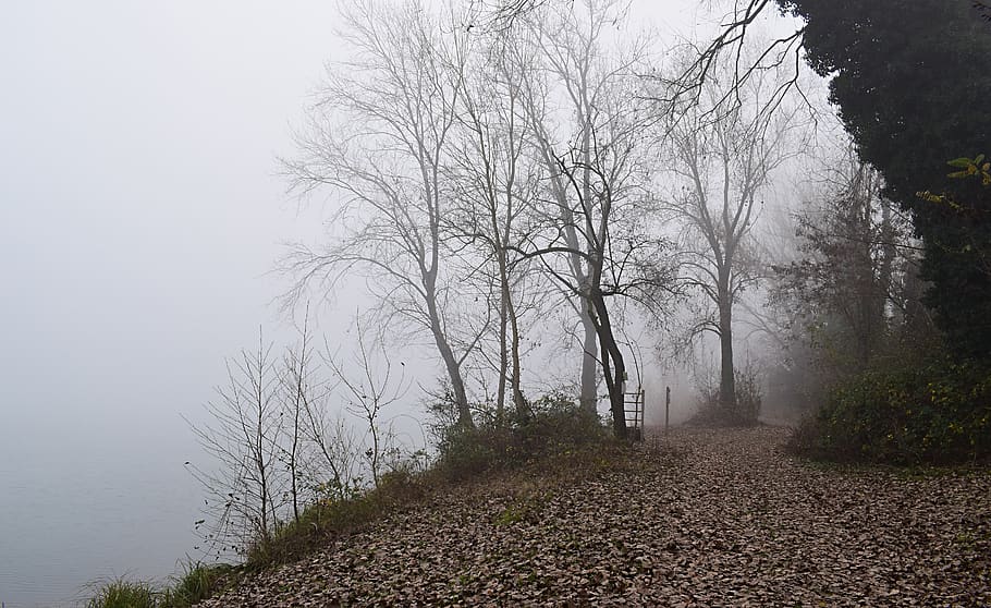 withered trees covered with fogs, plant, tranquility, beauty in nature HD wallpaper
