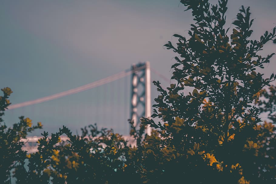 green leafed tree near bridge, san francisco, treasure island HD wallpaper