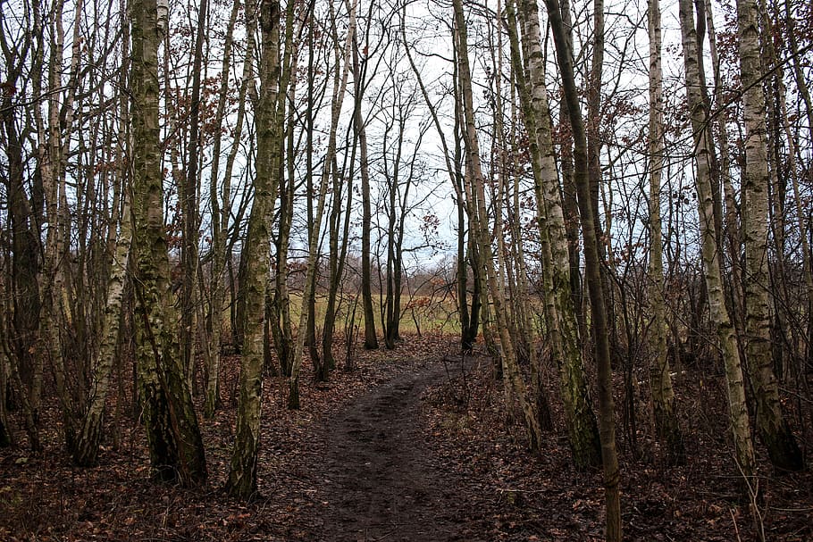 forest, away, forest path, leaves, tree trunks, aesthetic, earth HD wallpaper