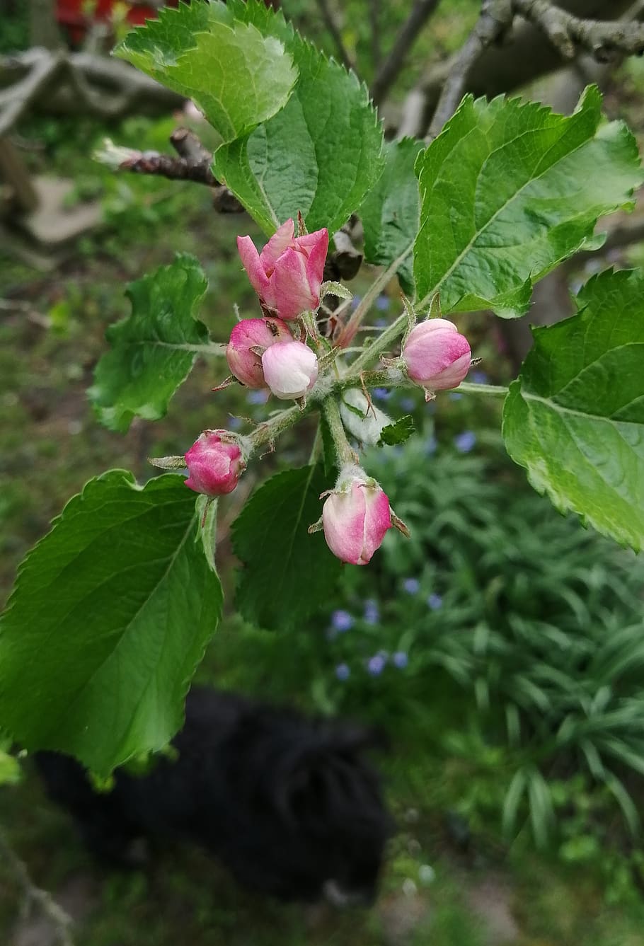 apple bud, garden, green, spring, tree, growth, plant, pink color HD wallpaper