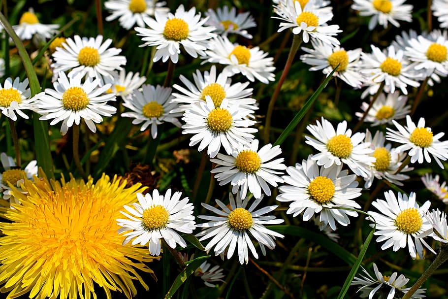 daisies, dandelions, daisy, spring, flower, nature, grass, flora, HD wallpaper