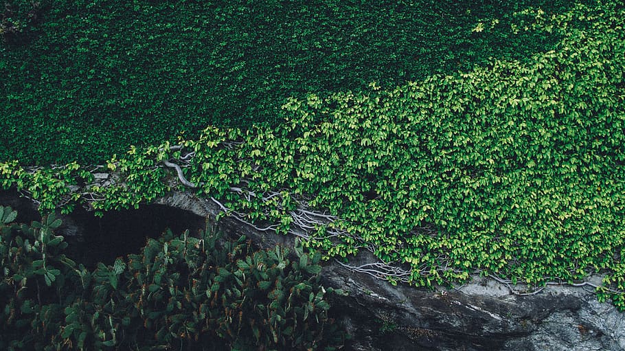 green landscape, plant, ivy, outdoors, vegetation, rainforest, HD wallpaper