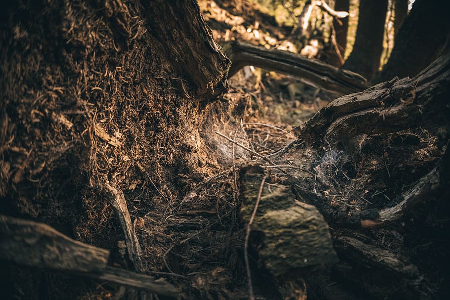 tree, tree stump, nature, log, forest, wood, moss, decay, tribe HD wallpaper