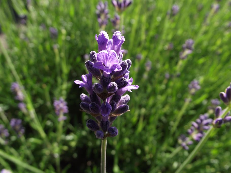 lavender, plant, purple, nature, summer, violet, flowers, fragrance
